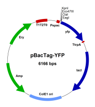 PBT006 Vector Map